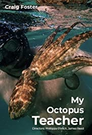 My Octopus Teacher (2020)  - My Octopus Teacher (2020) บทเรียนจากปลาหมึก
